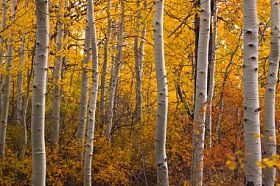 深秋的白杨树林