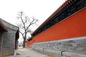红墙和死树的遗址寺庙中老夏天 pa