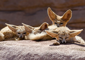 fennec 狐狸摩洛哥的组