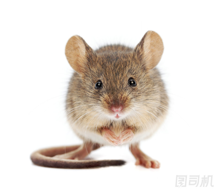 家鼠站 (小家鼠)圖片