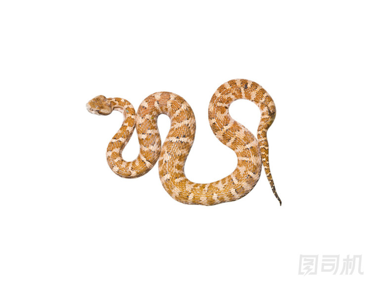 毒蛇照片