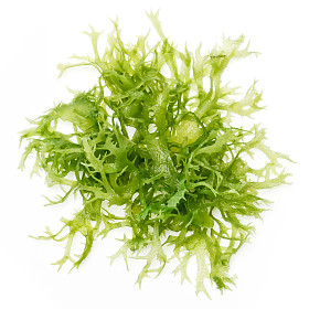 食用海藻沙拉