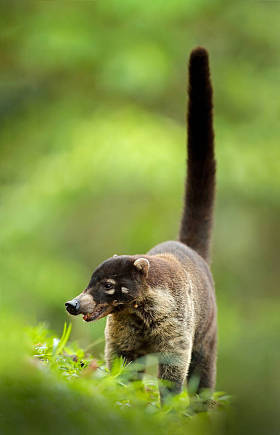 White Nose Coati, Nasuanarika, Green Grass Habitat National Park Manuel Antonio, Costa Rica Animals of the forest mammals of nature. An animal from tropical Costa Rica. Very long tail