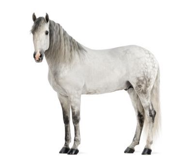 男性安達(dá)盧西亞，7 歲，也稱(chēng)為純西班牙馬或白色背景前