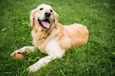 可愛(ài)的金毛獵犬狗躺在公園的綠色草坪上
