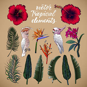 热带元素的向量例证照片