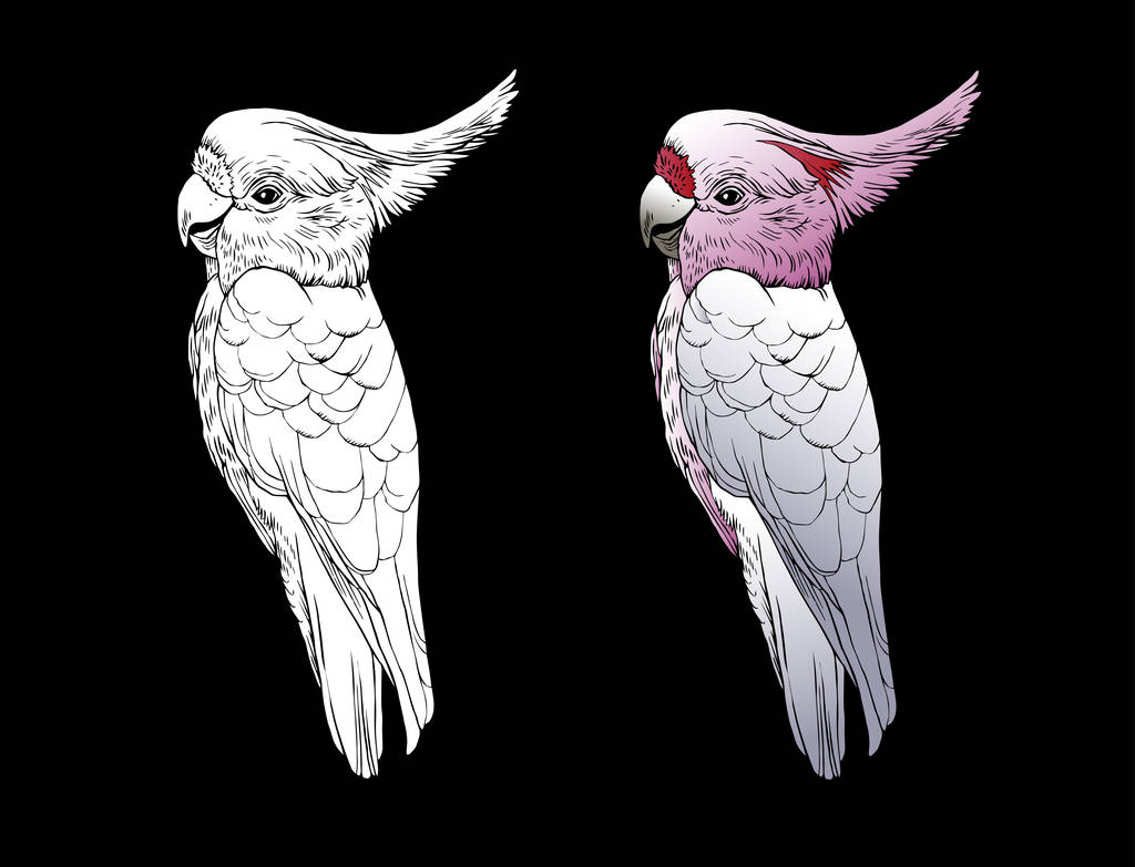 二个鹦鹉的向量例证在黑色背景