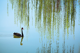 垂柳和黑天鹅图片