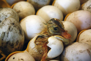 在孵化場(chǎng)、孵化器里, 小鴨從雞蛋里出來(lái)