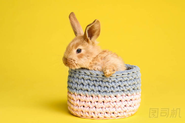 可愛的毛茸茸的復活節(jié)兔子在籃子在顏色背景