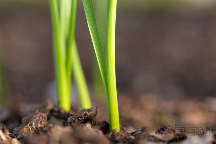 在地面上的新鮮春天草