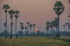 日出和清晨在泰国糖棕榈树和稻田的日出景