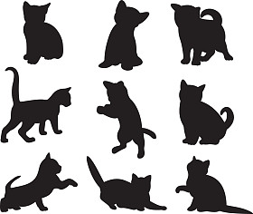 猫矢量照片