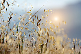 典型的托斯卡纳风景意大利图片