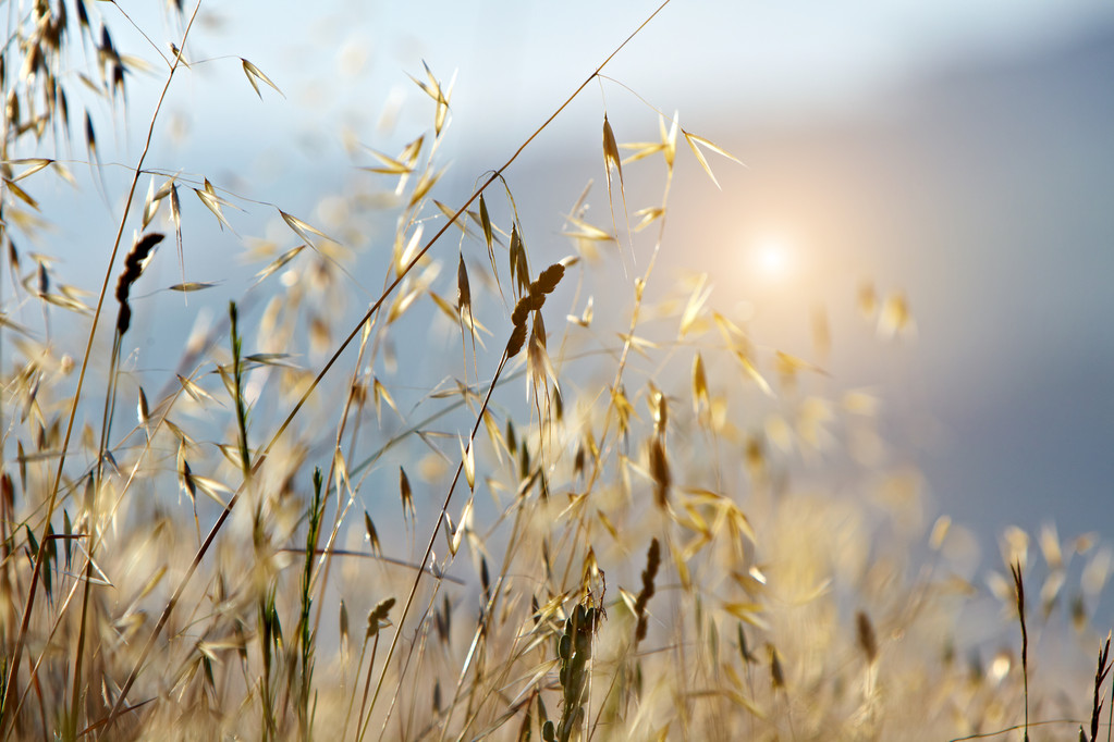 典型的托斯卡纳风景意大利图片