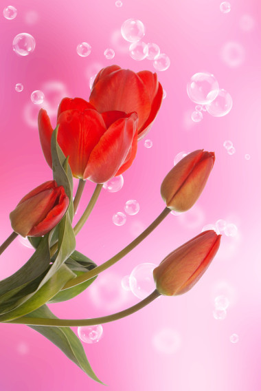 春天的美麗郁金香 flower.flower 假日卡