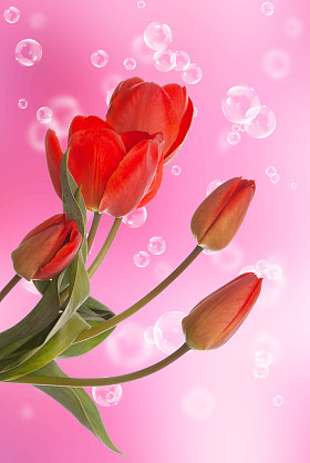 春天的美丽郁金香 flower.flower 假日卡