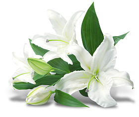 白百合花束图片