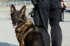 警犬图片