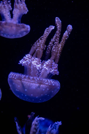 黑色背景的水母。佛羅里達(dá)。美國(guó)