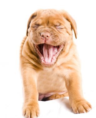 漂亮的小狗的微笑圖片