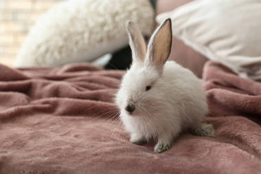 可爱的毛茸茸的兔子在床上图片