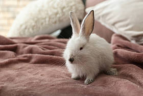 可爱的毛茸茸的兔子在床上图片