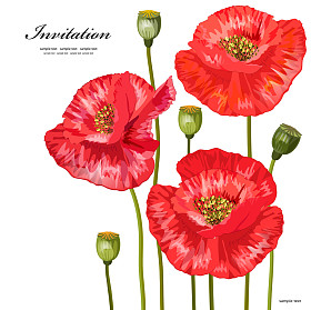 为您设计的红色罂粟花的花束图片