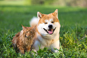狗和猫。朋友