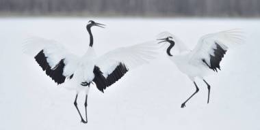 跳舞的起重機。鶴的儀式婚姻舞蹈。丹頂鶴?？茖W名稱 : 日本 , 又名日本鶴或滿洲鶴 , 是一只大型東亞鶴