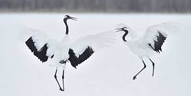 跳舞的起重机。鹤的仪式婚姻舞蹈。丹顶鹤。科学名称 : 日本 , 又名日本鹤或满洲鹤 , 是一只大型东亚鹤