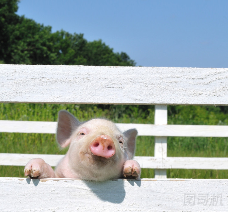 小豬圖片