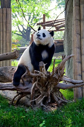 拥有大熊猫比例象征的男人