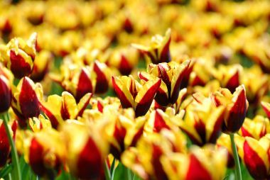 The beautiful red and yellow tulip variety Andrew Citroen
