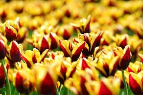 The beautiful red and yellow tulip variety Andrew Citroen