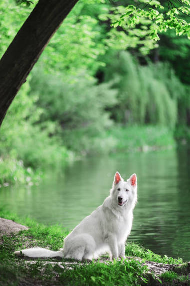 Swiss Berger Blank sits in the forest by a lake