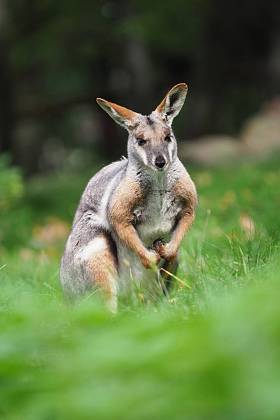 黄足岩 Wallaby-Petrogale xanthopus-澳大利亚袋鼠