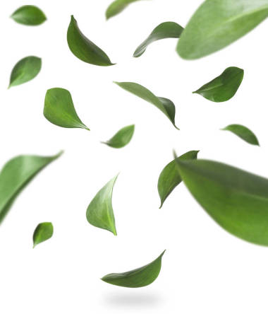 一套落綠色的新鮮葉子在白色背景