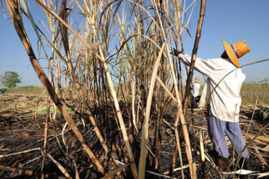 工人收獲甘蔗、 泰國圖片