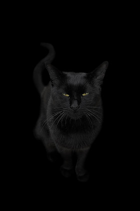 黑猫