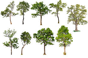 隔离的树集合 照片