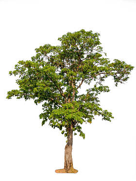 孤立的美丽的绿色树