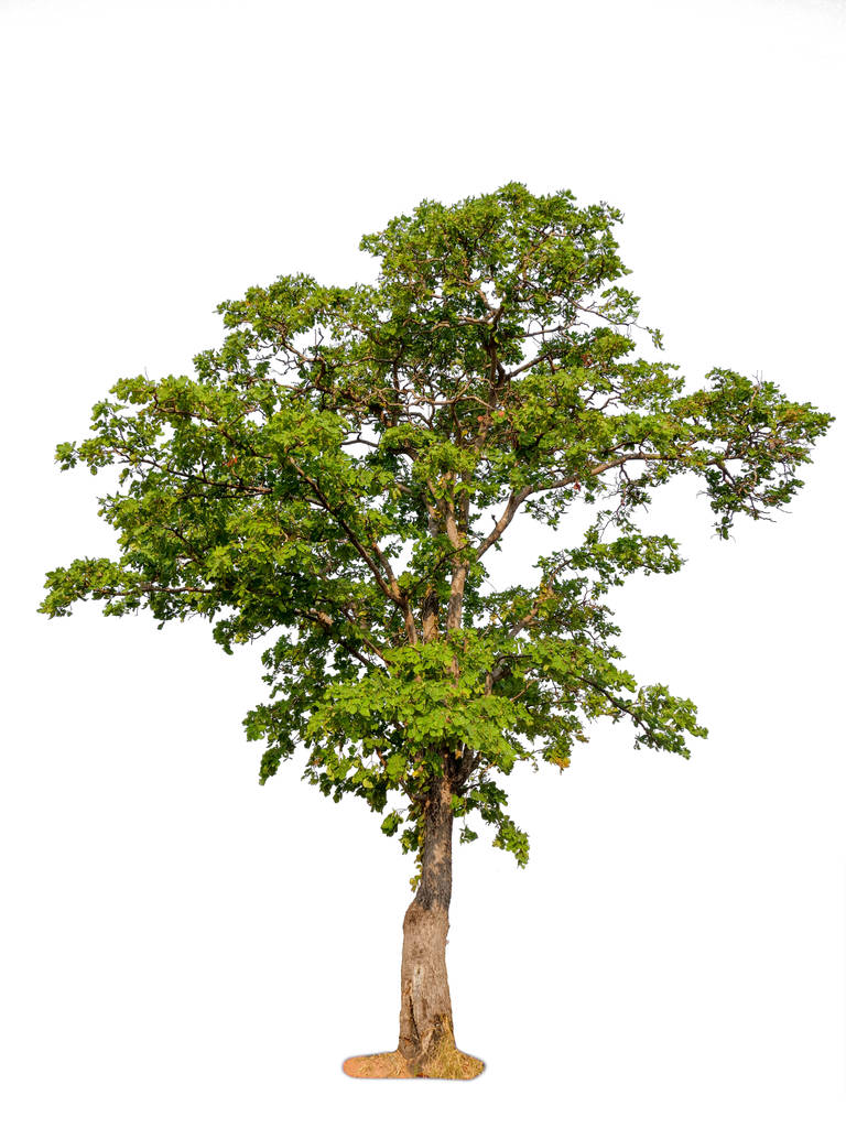 孤立的美丽的绿色树 孤立的美丽的绿色树