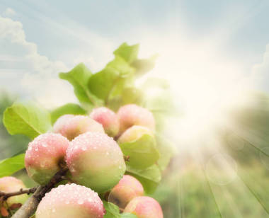 明亮的紅色蘋(píng)果與陽(yáng)光與晨露