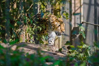 Beautiful Amur leopard (Panthera Paris), otherwise