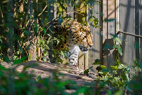 Beautiful Amur leopard (Panthera Paris), otherwise
