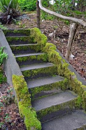 花园里的苔藓楼梯