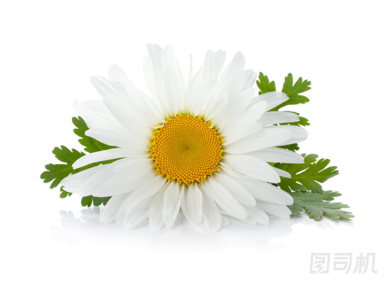 洋甘菊花與葉圖片