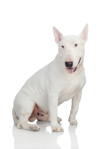美麗 bullterrier