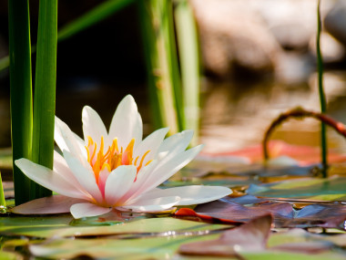 莲花花背景图片